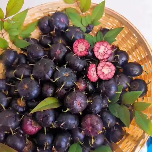 云南红果参鲜果 现摘现发罕见水果 红参果 新鲜稀有 水果