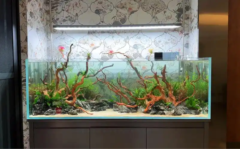 开缸过程|治愈的水下世界|草缸造景缸体:150*50*50cm风格:自然风格