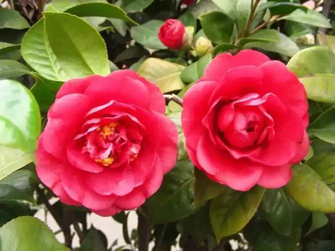 春天常见的40种花春天都有哪些花常见的花