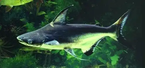 成吉思汗鲨与蓝鲨的区别