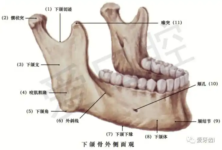 讲一下下颌骨和下颌骨有关的神经血管