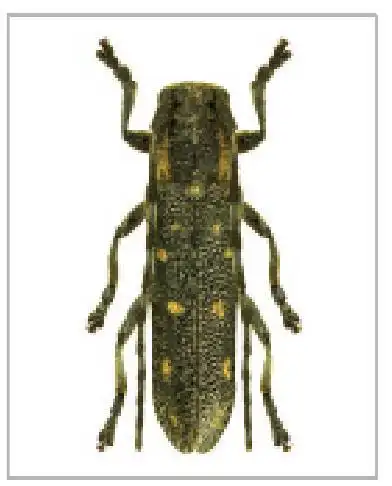 图305 青杨楔天牛saperda populnea linnaeus