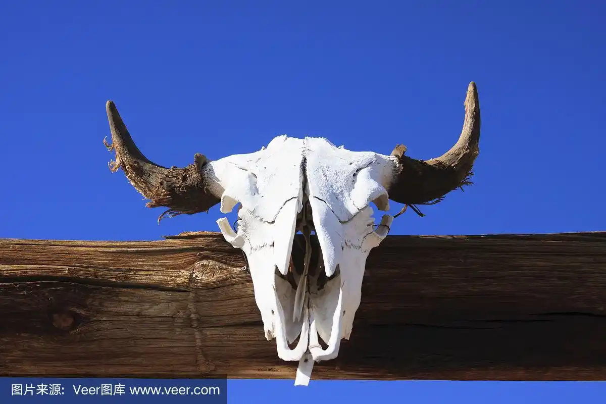 牛骷髅挂在木梁上.