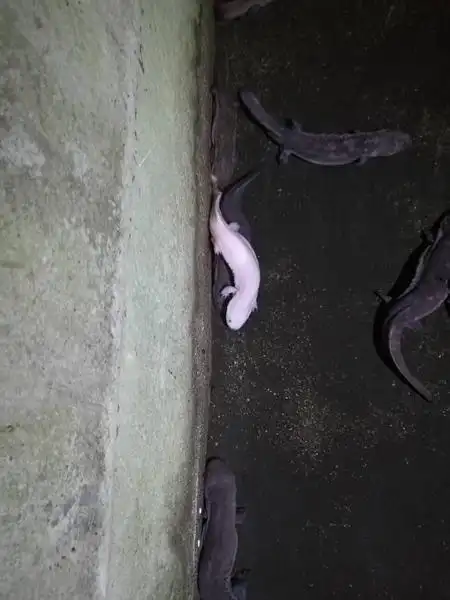 我县出现首条白色"娃娃鱼"