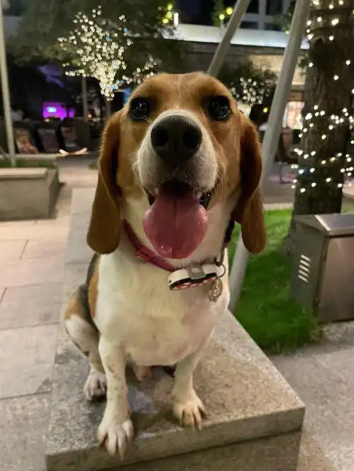 我的狗好像得了伤心室内综合征20