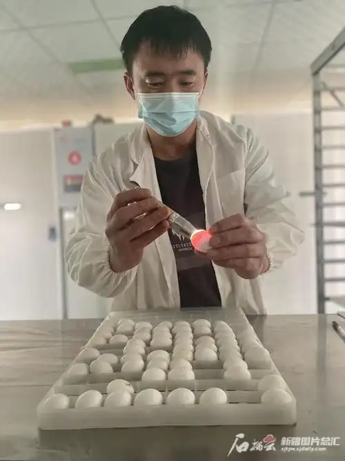 刘兰波拿着手电筒,检查鸽子蛋受精情况.天山网-新疆日报记者 郭玲摄