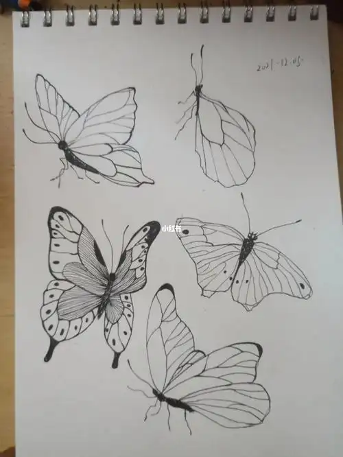 蝴蝶临摹