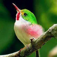 鸟头像图片大全好看树上小鸟头像图片点击鼠标右键下载