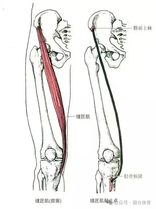 健身教练职业能力培训——运动解剖学知识点:肌肉起止点详解 解剖图