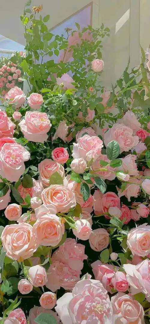 壁纸i你的iphone壁纸该换了