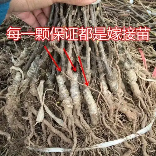 水杨桃根嫁接猕猴桃苗