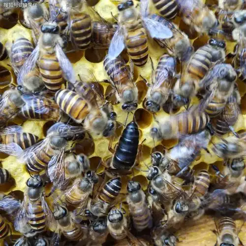 有什么办法可以吸引别人的雄蜂来跟自己的蜂群交尾这些方法可行