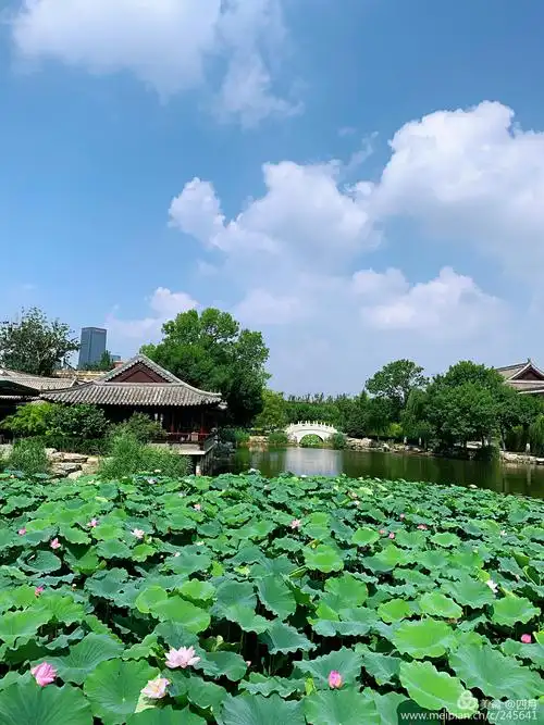 天津.宁园夏日