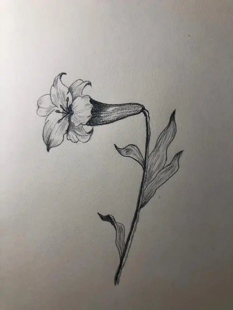 百合花.#一起学画画 #零基础学画画 #画画 #百合花 #素 - 抖音