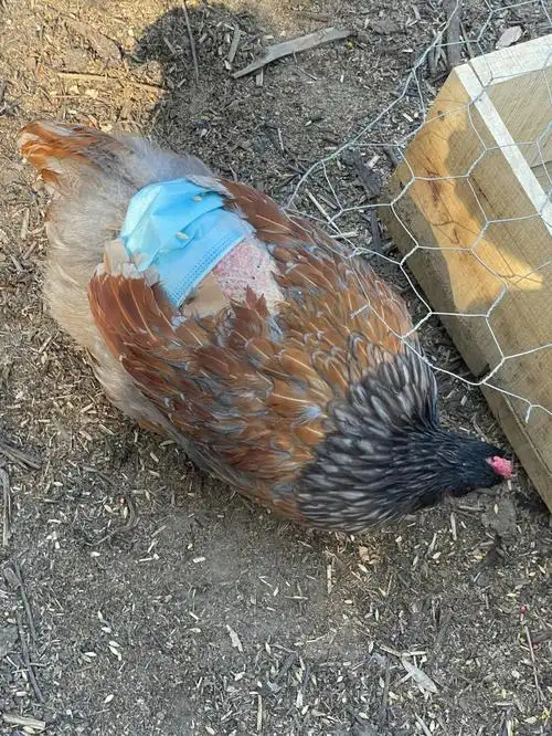 好可怜的小母鸡后背都秃秃了01