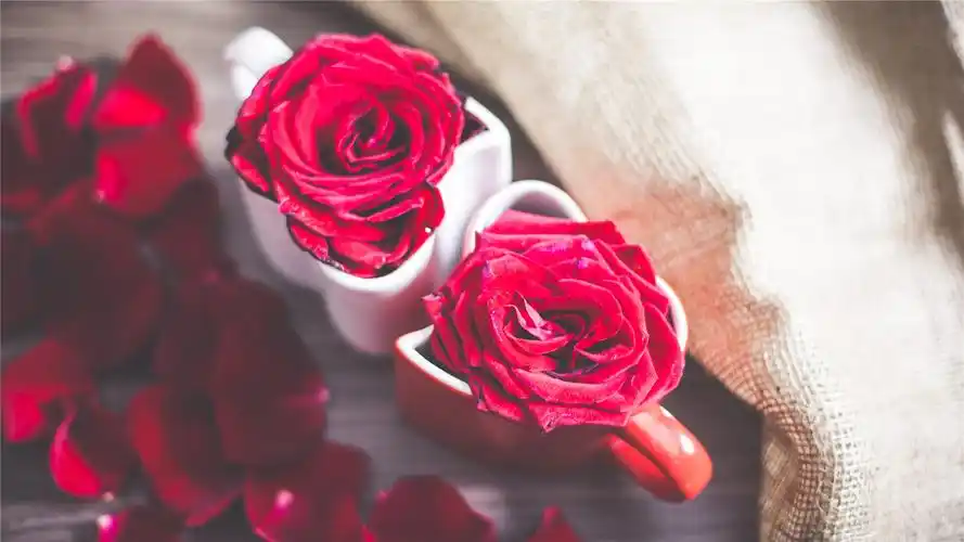 红玫瑰微距唯美高清桌面壁纸