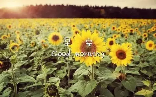 早上起床撩人的情话2020早安最火图片