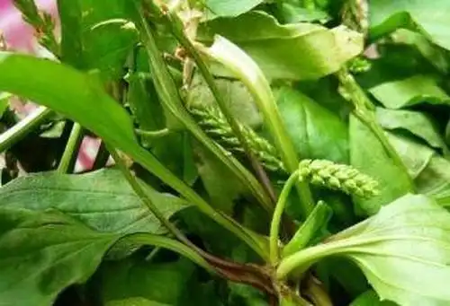 猪耳朵草的药用价值