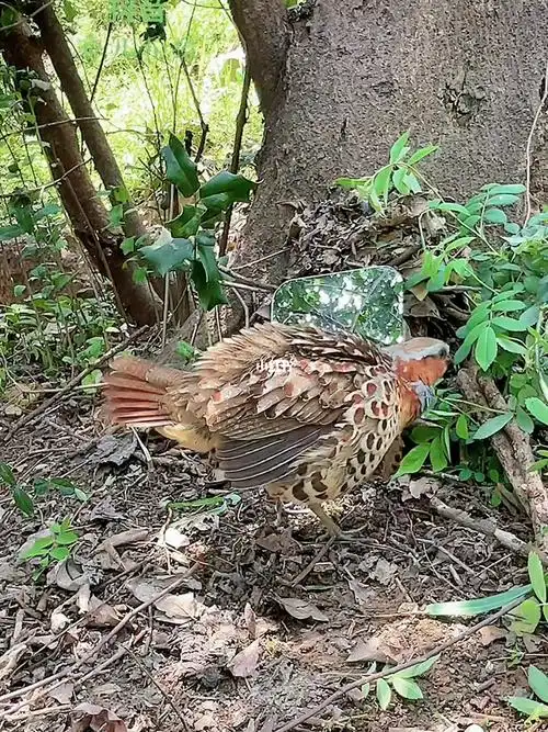 竹鸡单公照镜子