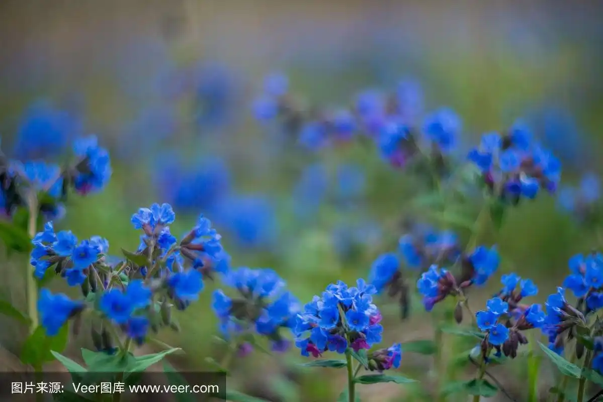 春天的自然背景,壁纸:春天的森林,蓝草的花朵.早春和报春花的概念.