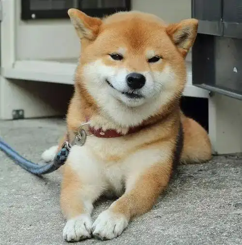 柴犬真的全身都是萌点啊太可爱了吧