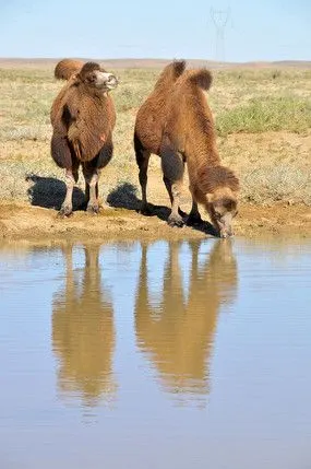 在饮水的骆驼
