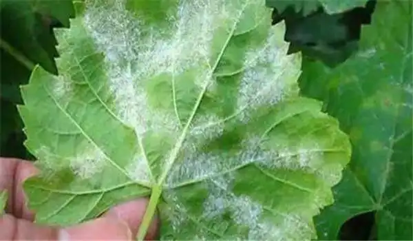 葡萄白腐病的防治方法葡萄白腐病用什么药最好