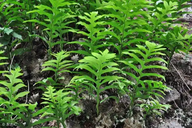 骨碎补的主要功效:补肾强骨,续伤止痛.