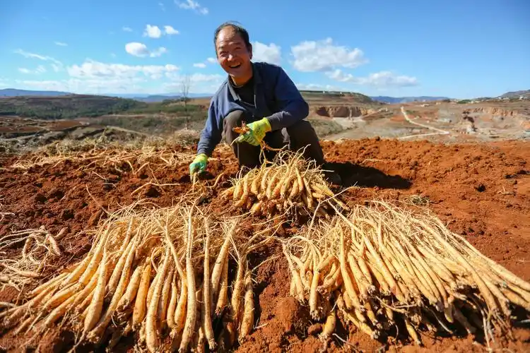 党参的营养成分,药理功效与作用,收藏一下吧