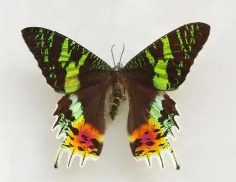 在世界上蛾子的种类也非常多,但大部分都是不具备毒性的,也有一些蛾