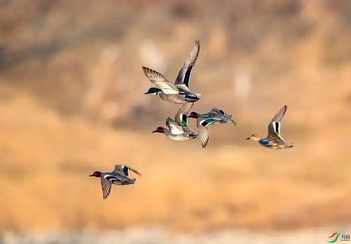 野鸭飞