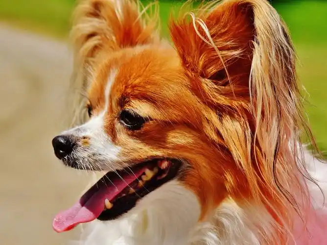 纯种蝴蝶犬图片768x1280分辨率查看