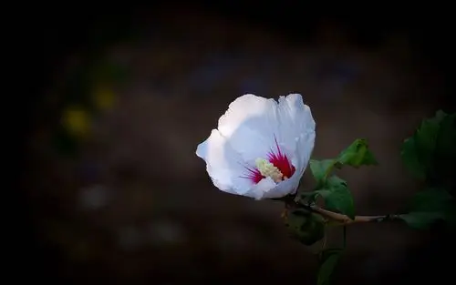 白色木槿花唯美摄影图片桌面壁纸高清大图预览1920×1200_植物壁纸