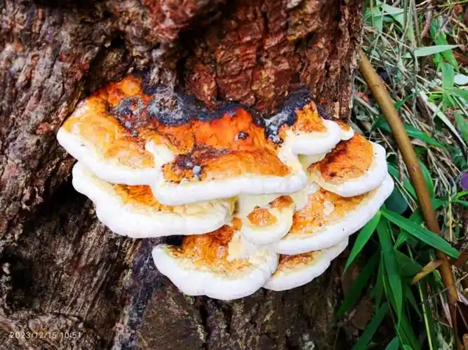 岑溪风物:万里行途需细品,千山百水尽涵诗-手机红豆网-红豆社区