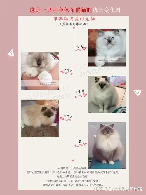 一组图带你了解布偶猫的成长过程布偶猫的尴尬期