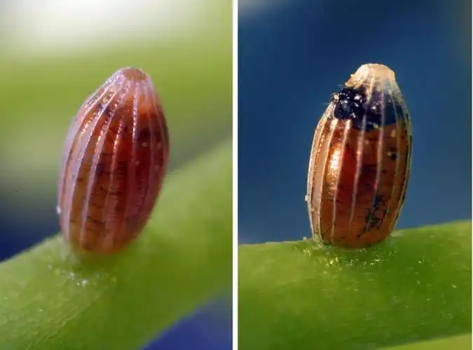 用显微镜发现微观美景:毛毛虫破卵