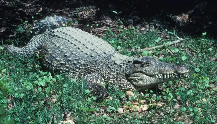 p>古巴鳄(学名: i>crocodylus rhombifer /i>)是鳄科,鳄属的一种鳄鱼
