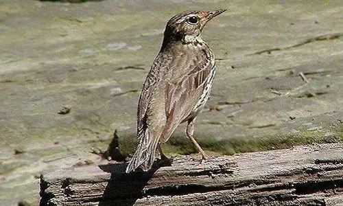 麦溜子鸟吃什么饲料