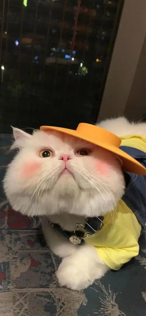 超级好看的腮红猫球球子壁纸!