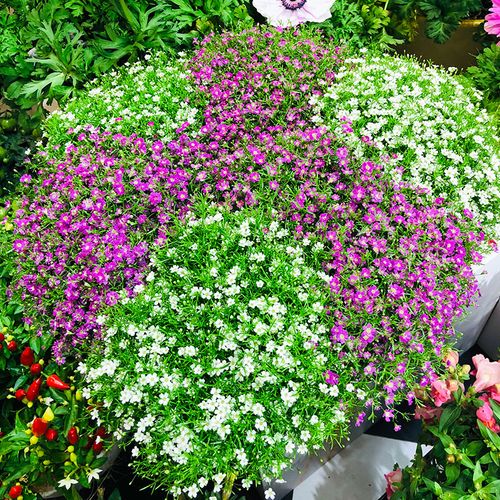 满天星盆栽苗带花包邮_花园新娘满天星盆栽带花四季垂吊开花阳台植物