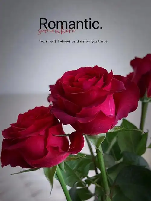 厄瓜多尔马蒂尔达matilda玫瑰