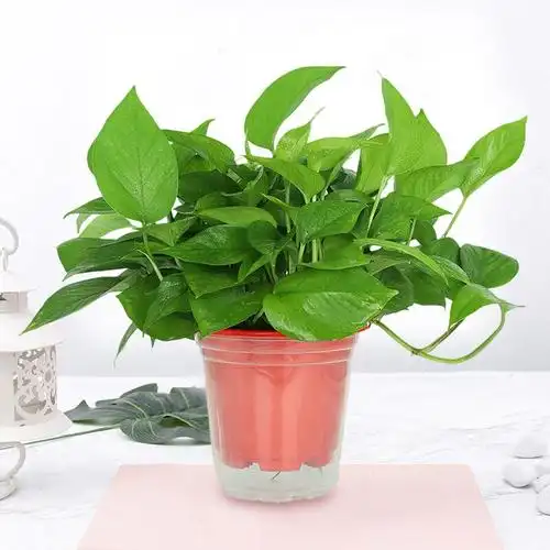 绿萝盆栽除甲醛绿植盆栽水培植
