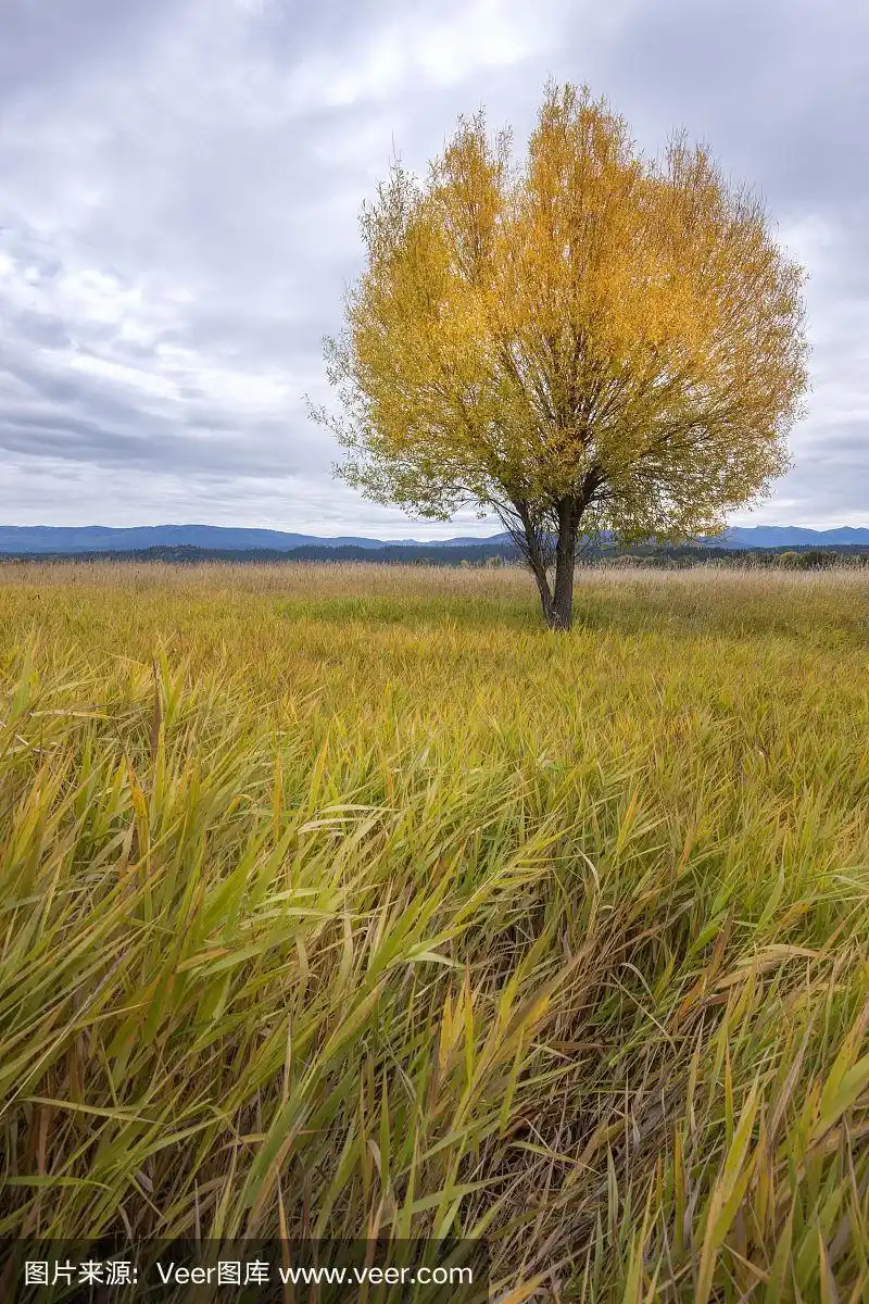 草地上的一棵树.