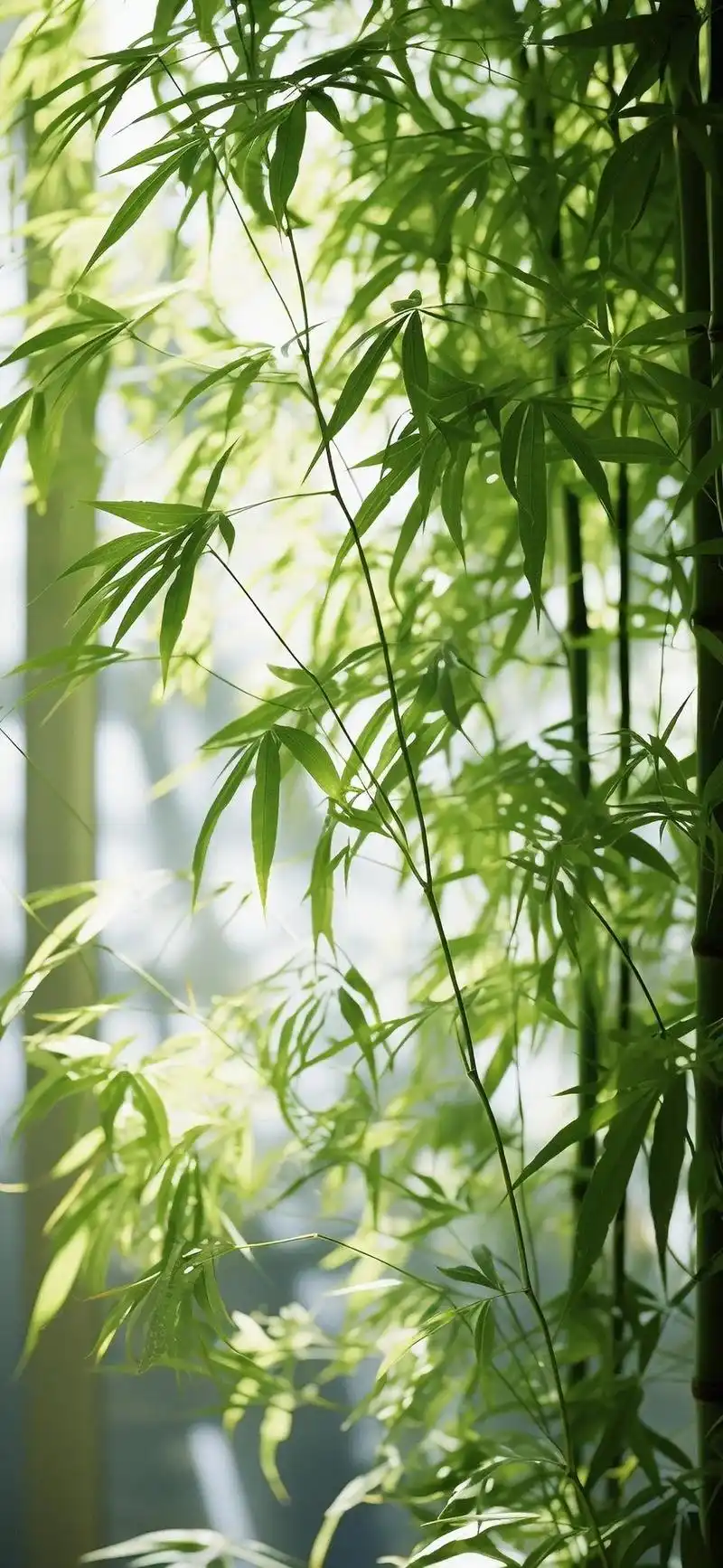 竹子 绿色风格 护眼#竹林 #手机墙纸 #欢迎取图 #唯美意 - 抖音