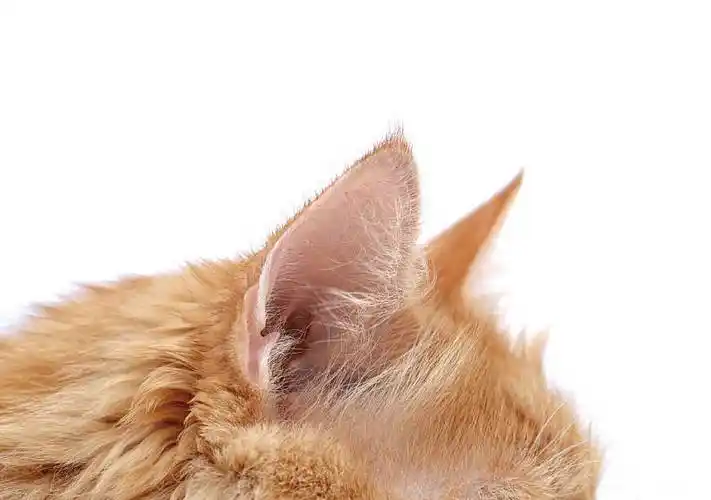 绒毛状_猫_耳_浅色背景_特写_高清图片_全景视觉