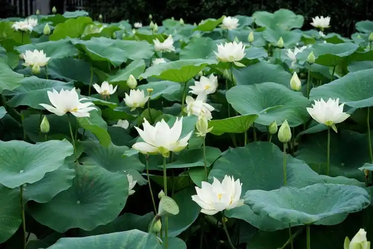 白莲朵朵开 ——摄自小区莲池