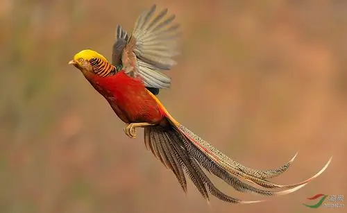 飞翔的红腹锦鸡.