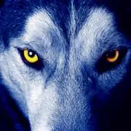 qq头像狼王霸气 霸气凶猛的qq头像狼头狼王图片_动物头像_美头网