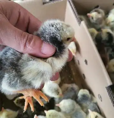 3级商家其他商品鸡苗k940人看过063