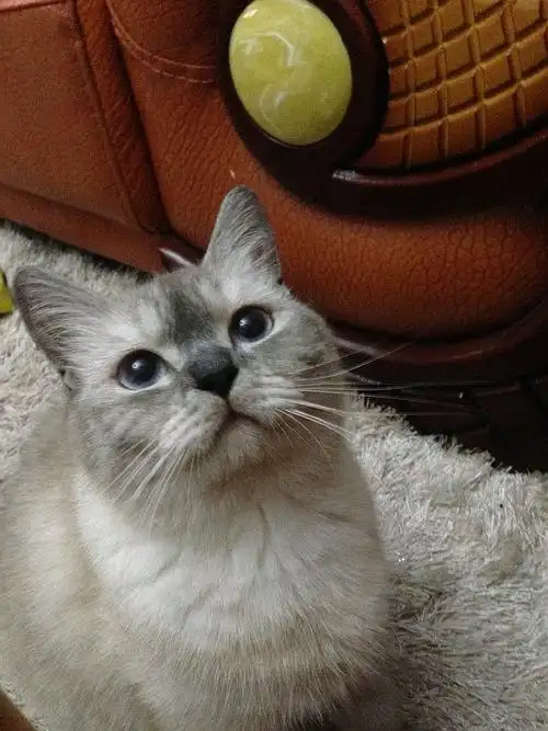 【长沙】重点色英短母猫找新家